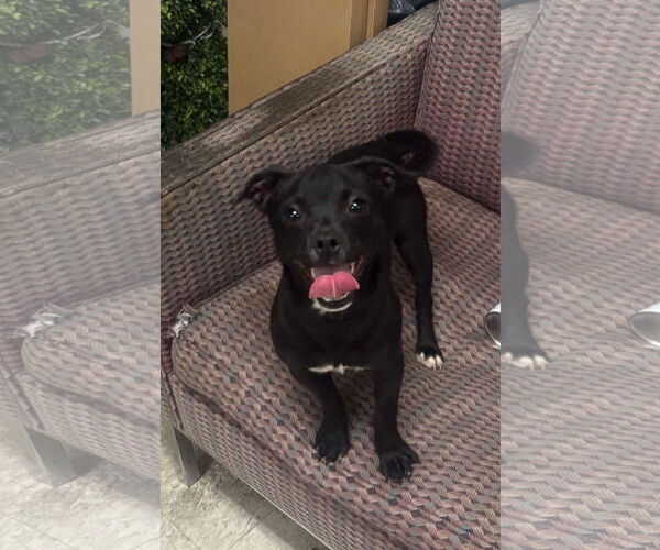 Medium Photo #3 Chihuahua-Unknown Mix Puppy For Sale in Westwood, NJ, USA