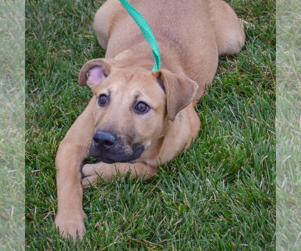 Medium Photo #4 Black Mouth Cur-German Shepherd Dog Mix Puppy For Sale in Huntley, IL, USA