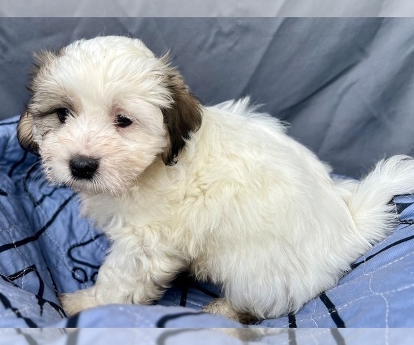 Medium Photo #3 Zuchon Puppy For Sale in RENO, NV, USA