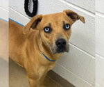 Small #1 Mountain Cur Mix
