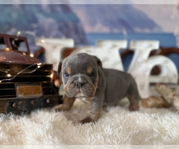 Medium Photo #1 English Bulldog Puppy For Sale in OOLOGAH, OK, USA