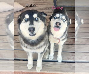 DAISY #28 - Female Siberian Husky Dog for Adoption - Photo #3