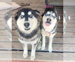 Small #2 Siberian Husky