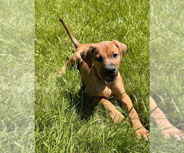 Medium Photo #4 Bulldog-Doberman Pinscher Mix Puppy For Sale in Springdale, PA, USA