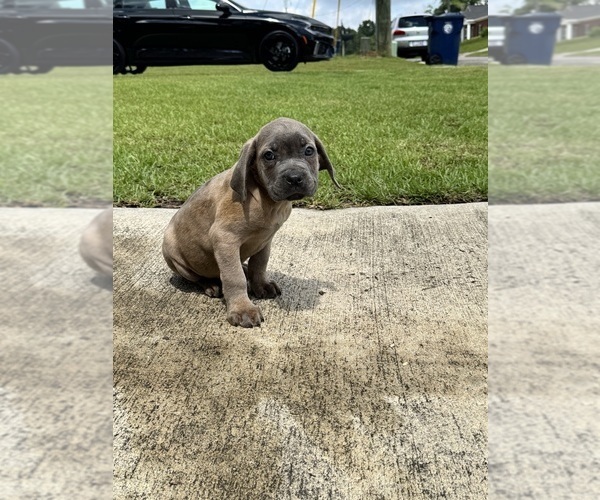 Medium Photo #2 Cane Corso Puppy For Sale in DOTHAN, AL, USA