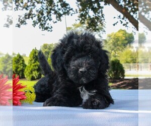 Mini Whoodle (Wheaten Terrier/Miniature Poodle) Puppy for sale in GAP, PA, USA