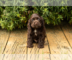 Small #30 Cocker Spaniel