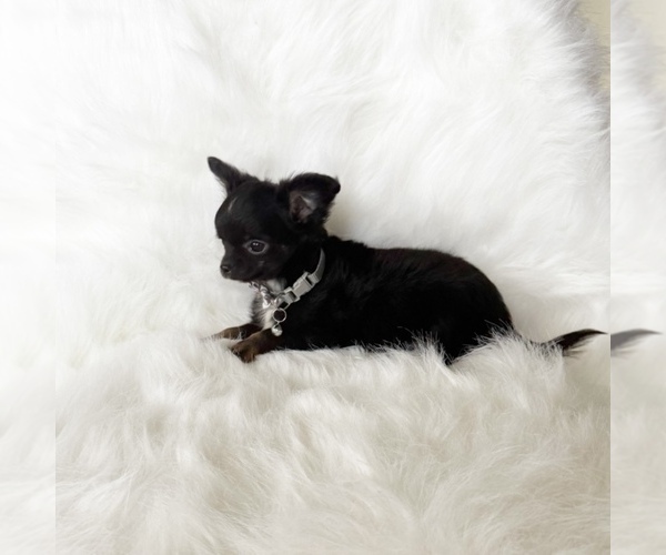 Medium Photo #9 Chihuahua Puppy For Sale in SACRAMENTO, CA, USA