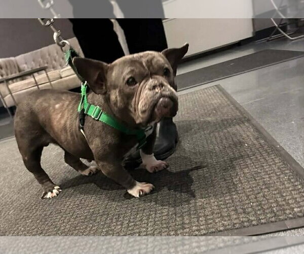 Medium Photo #3 French Bulldog-Unknown Mix Puppy For Sale in New York, NY, USA