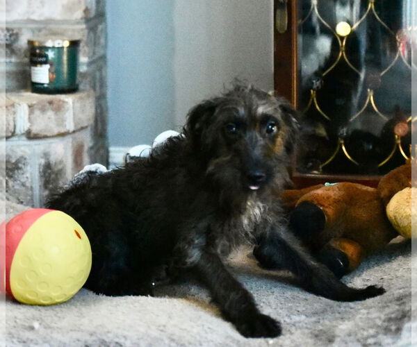 Medium Photo #3 Poodle (Miniature)-Unknown Mix Puppy For Sale in Mechanicsburg, PA, USA