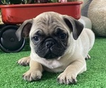 Small #3 Pug