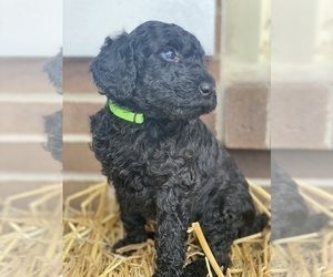 Goldendoodle Puppy for sale in WINCHESTER, KY, USA