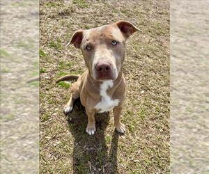 Mutt Dogs for adoption in Conroe, TX, USA