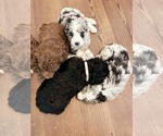 Small Photo #5 Aussiedoodle Puppy For Sale in CATAWBA, SC, USA