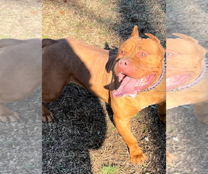 American Bully Puppy for sale in FAYETTEVILLE, NC, USA