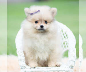 Pomeranian Puppy for Sale in WARSAW, Indiana USA