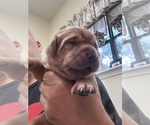 Small Photo #3 Labrador Retriever Puppy For Sale in BLUFF DALE, TX, USA