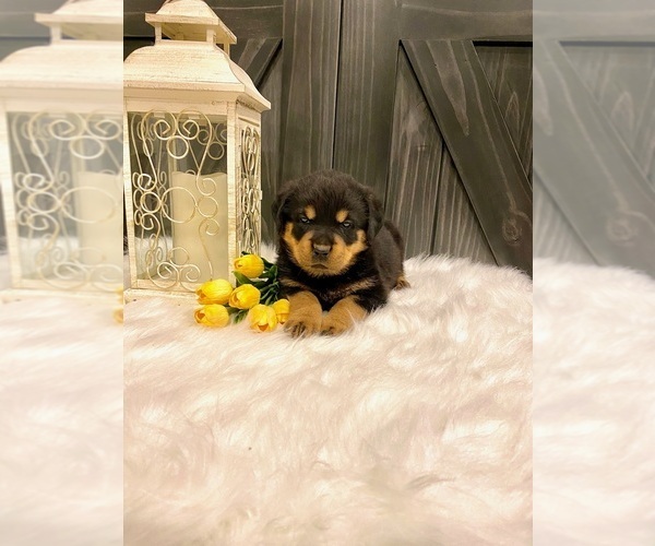 Medium Photo #3 Rottweiler Puppy For Sale in SHREVE, OH, USA