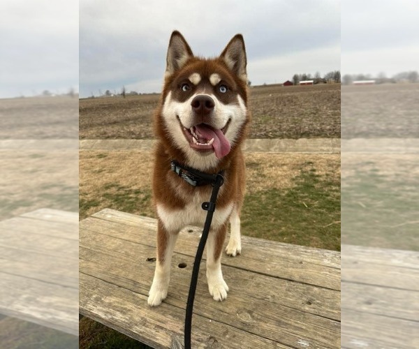 Medium Photo #3 Siberian Husky Puppy For Sale in Evansville, IN, USA