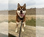 Small #2 Siberian Husky