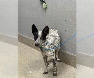Mutt Dogs for adoption in Las Vegas, NV, USA