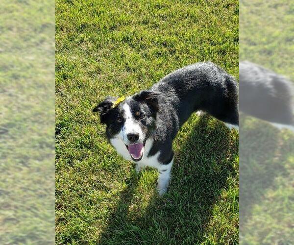 Medium Photo #2 Border Collie Puppy For Sale in Salt Lake City, UT, USA