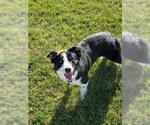 Small #1 Border Collie
