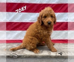 Goldendoodle (Miniature) Puppy for sale in DENBIGH, ND, USA