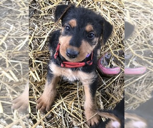 Airedale Terrier Puppy for sale in HOWARD, OH, USA