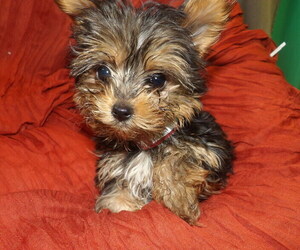 Yorkshire Terrier Puppy for Sale in PATERSON, New Jersey USA