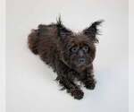 Small #1 Poodle (Miniature) Mix