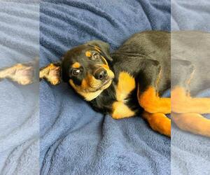 Orchid - Female Labrottie Dog for Adoption - Photo #4