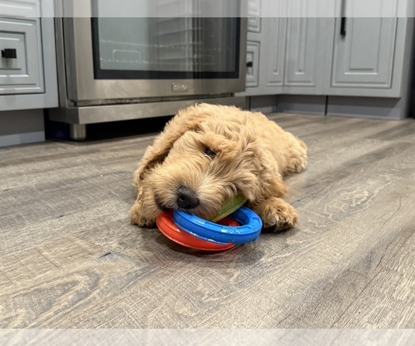 Medium Photo #7 Goldendoodle Puppy For Sale in OAKLAND, CA, USA