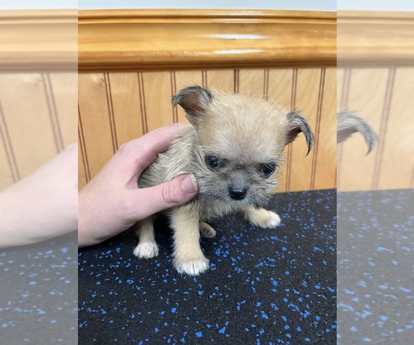 Medium Photo #12 ShiChi Puppy For Sale in SAINT AUGUSTINE, FL, USA