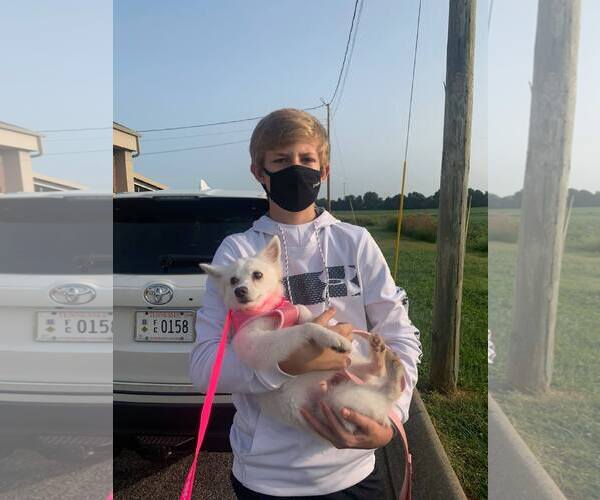 Medium Photo #25 American Eskimo Dog Puppy For Sale in Pikesville, MD, USA