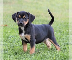 Puggle Puppy for sale in FREDERICKSBG, OH, USA