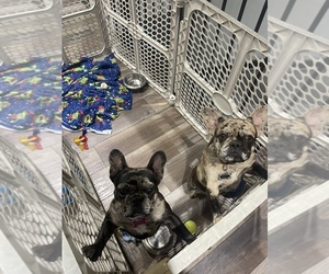 French Bulldog Puppy for sale in LE ROY, MN, USA