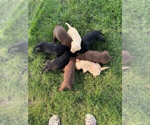 Labrador Retriever Puppy for Sale in EXCELLO, Missouri USA