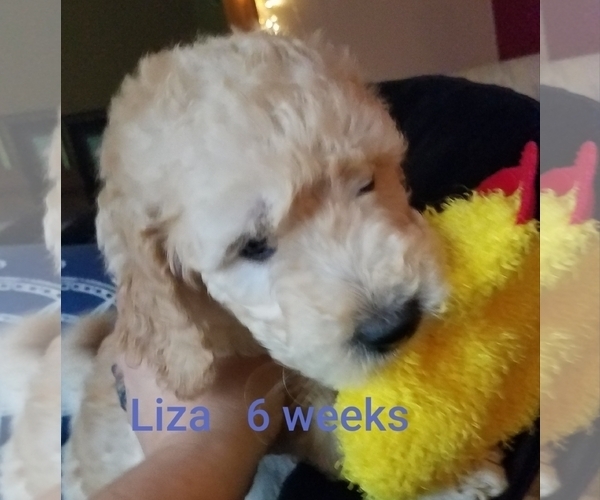 Medium Photo #5 Goldendoodle Puppy For Sale in EAST POINT, GA, USA