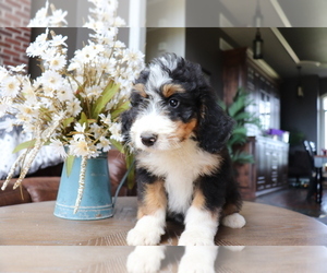 Bernedoodle Puppy for sale in EASTON, MO, USA
