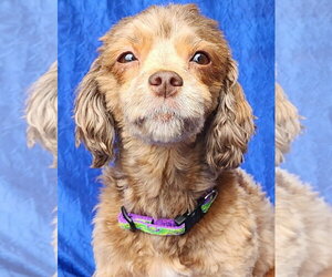 Trixie - Female Havanese Dog for Adoption - Photo #2