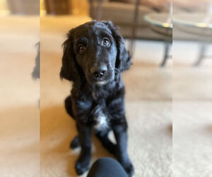 Goldendoodle-Newfoundland Mix Puppy for sale in BUFORD, GA, USA