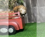 Small #6 Shih Tzu