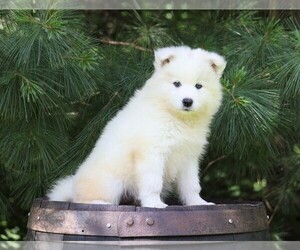 Samoyed Puppy for sale in FREDERICKSBG, OH, USA