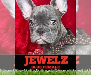 French Bulldog Puppy for sale in HEATHROW, FL, USA