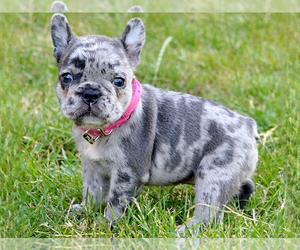 French Bulldog Puppy for sale in BOSTON, MA, USA