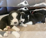 Image preview for Ad Listing. Nickname: Litter of 7