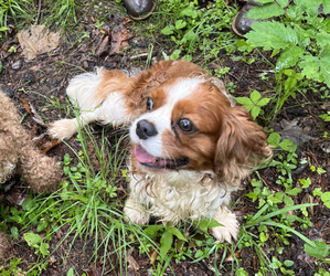 Father of the Cavapoo puppies born on 04/28/2025