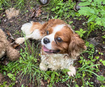 Small Photo #1 Cavapoo Puppy For Sale in BURNSVILLE, NC, USA