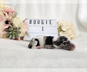 Poodle (Toy) Puppy for sale in COLLEGE STA, TX, USA